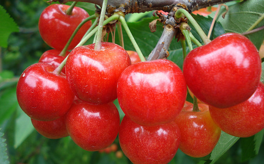 【令和8年産先行予約】 《定期便2回》 赤い宝石！さくらん