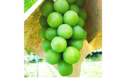 【令和8年産先行予約】 シャインマスカット 約2kg (3～4房 秀
