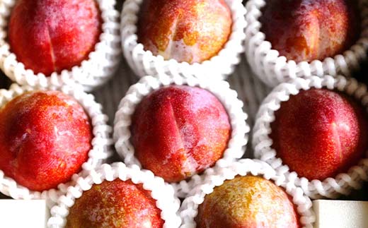 【令和8年産先行予約】 高級プラム 「秋姫」 約1.2～1.3kg (8