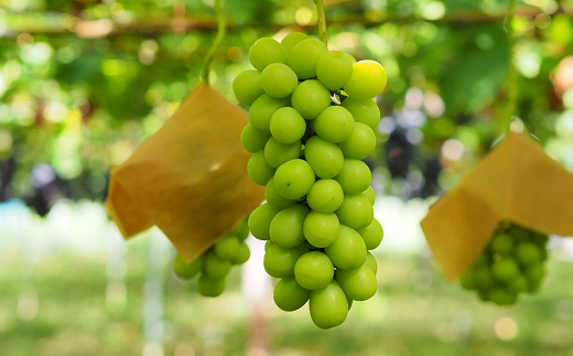 【令和8年産先行予約】 シャインマスカット 600g前後 (1房) 