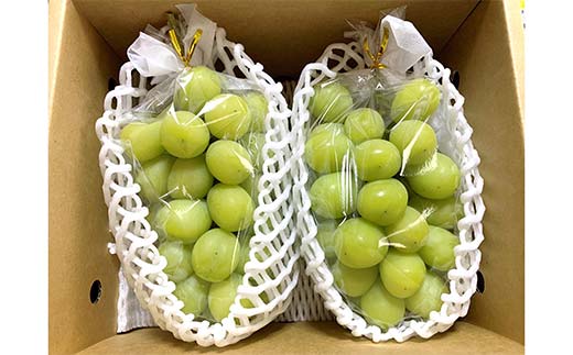 【令和8年産先行予約】 シャインマスカット 1.2kg前後 (2房入