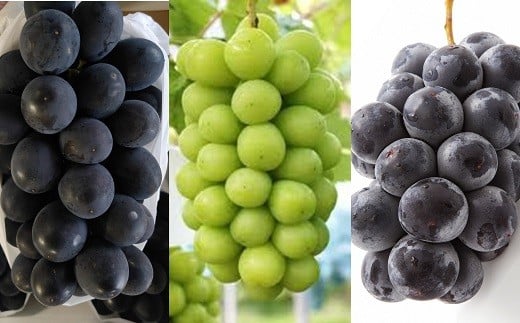 【令和8年産先行予約】 《定期便3回》 種無し大粒ブドウ 定