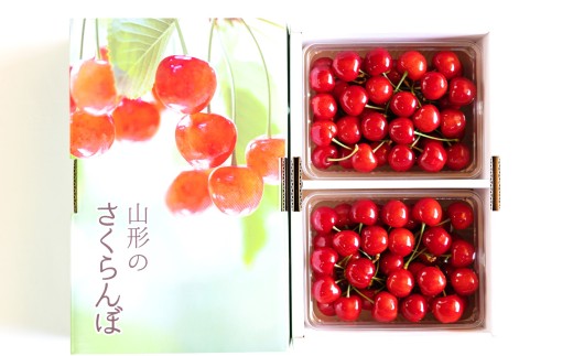 【令和8年産先行予約】 さくらんぼ 「佐藤錦」 約1kg (特秀 2