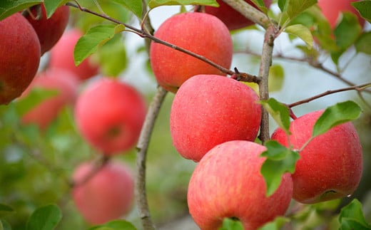 【令和8年産先行予約】 JA 中生種りんご 「早生系ふじ (涼香