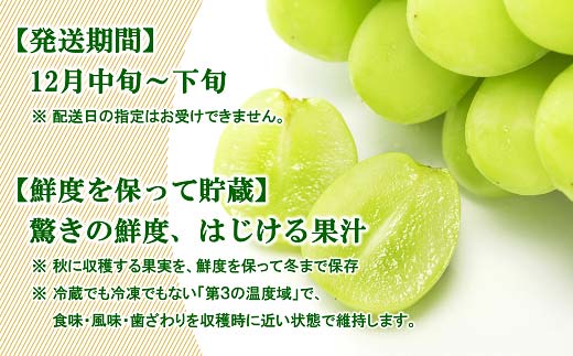 【令和8年産先行予約】 JA 冬のシャインマスカット 約1.3kg (2