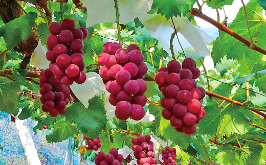 【令和8年産先行予約】 大粒ぶどう 食べ比べセット おまか