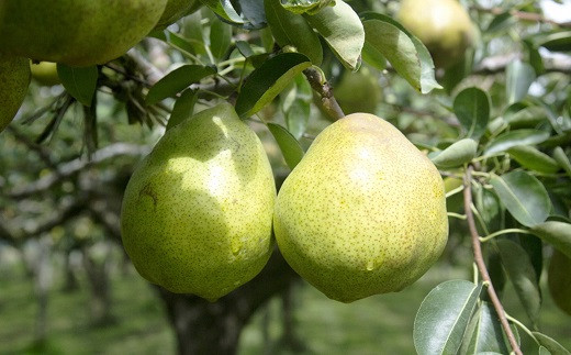 【令和7年産】 十三代目 佐藤市右衛門 特大玉 ラ・フランス