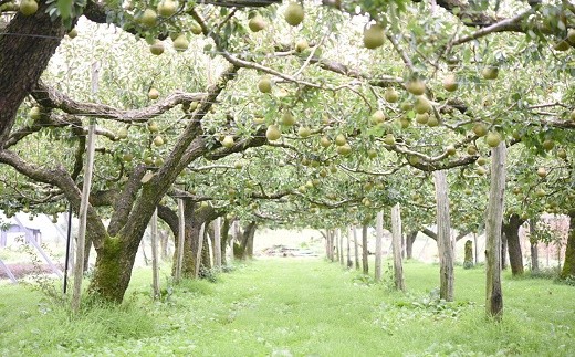 完熟ラ・フランスジュース [100%果汁] 1,000ml×3本 『旬の果実 