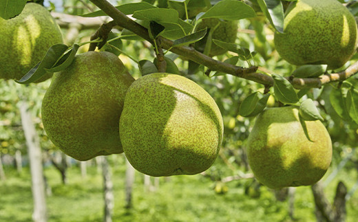 【令和7年産先行予約】 ラ・フランス 約3kg (10～11玉 特秀 2