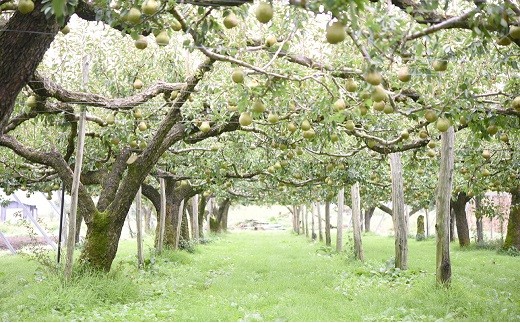 【令和7年産先行予約】 十三代目 佐藤市右衛門 ラ・フラン