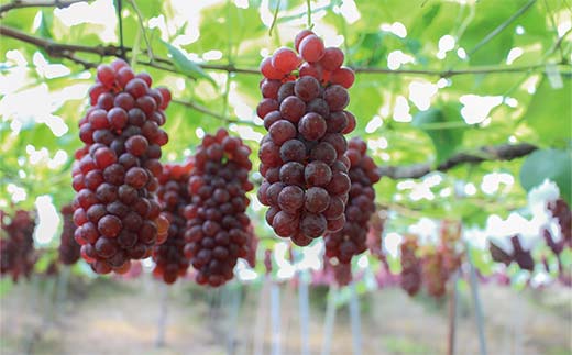 【令和8年産先行予約】 朝どりデラウェア 1箱 (5房前後入り)