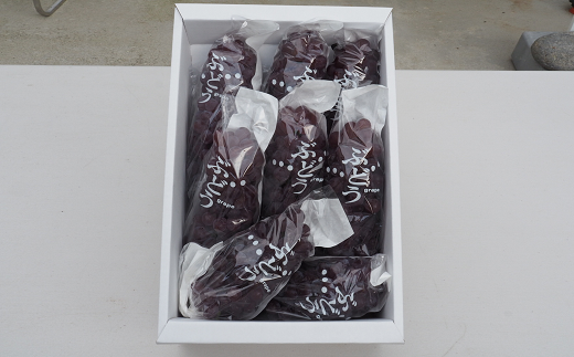 【令和8年産先行予約】 朝どりデラウェア 1箱 (9房前後入り)