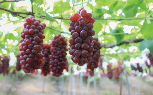 《定期便10回》 南陽産フルーツ＆加工品の定期便 『漆山果