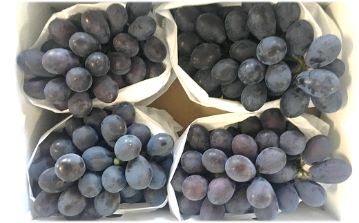 【令和8年産先行予約】 希少品種の黒系ぶどう 「高尾」 約2
