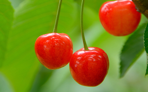 【令和7年産先行予約】 《定期便6回》 果樹王国山形 南陽の