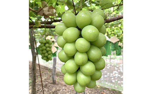 【令和7年産先行予約】 クリスマス シャインマスカット 750g