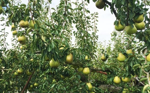 【令和7年産先行予約】 【市農業祭最優秀賞受賞者】 ラ・