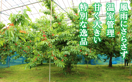 【令和7年産先行予約】 温室さくらんぼ 「佐藤錦」 約500g (
