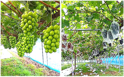 【令和8年産先行予約】 大粒ぶどう3色おまかせ詰合せセッ