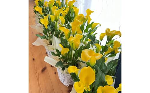  《定期便3回》 南陽市商工会女性部プロデュース 【癒しの