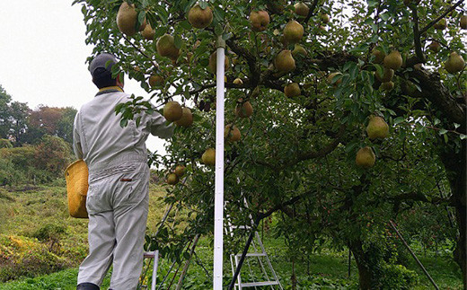 【令和7年産先行予約】 厳選！！大玉ラ・フランス 約3kg (6