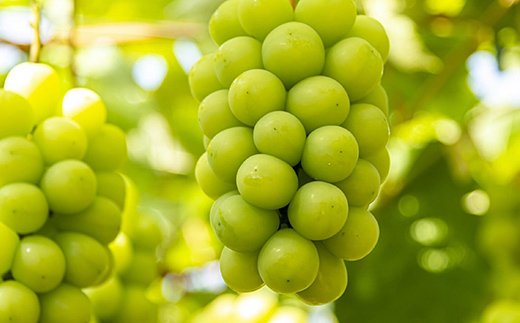 【令和7年産先行予約】 《定期便3回》 おいしいくだもの定