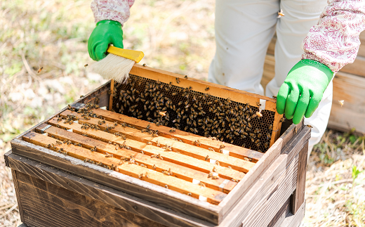 十分一山のはちみつ（約300g×1個）夏採れ［ ARCADIA PURE HONEY 