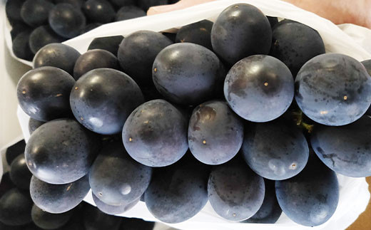 【令和7年産先行予約】 《定期便6回》 くだもの”少し贅沢