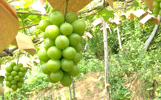 【令和8年産先行予約】 【最優秀賞W受賞農家】 シャインマ