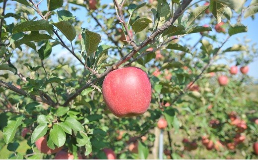 完熟りんご ＆ ラ・フランスジュース セット [100%果汁] 『旬