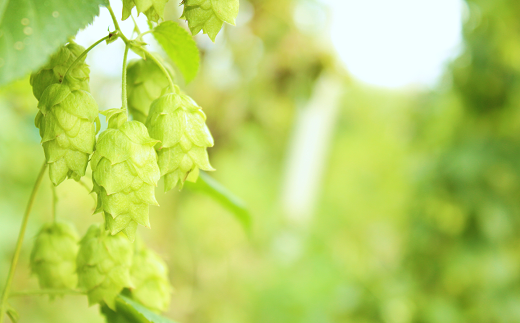 【10月発送】キリン クラシックラガー［350ml缶×24本］1ケー