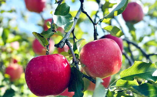 【ネオニコフリー】 まるごと完熟りんごジュース 6本セッ