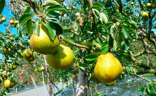 【令和7年産先行予約】 ラ・フランス ＆ ふじりんご MIX 約3k