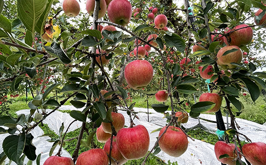 【令和7年産先行予約】 りんご 「サンふじ」 約5kg (12～23玉 