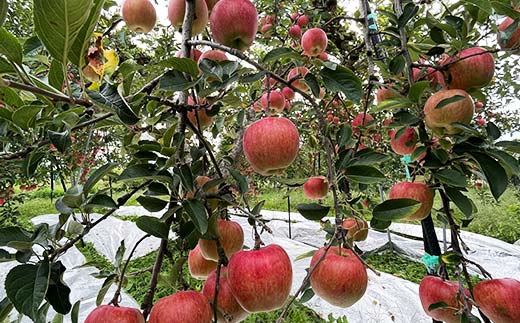 【令和7年産先行予約】 りんご 「サンふじ」 約10kg (24～46玉