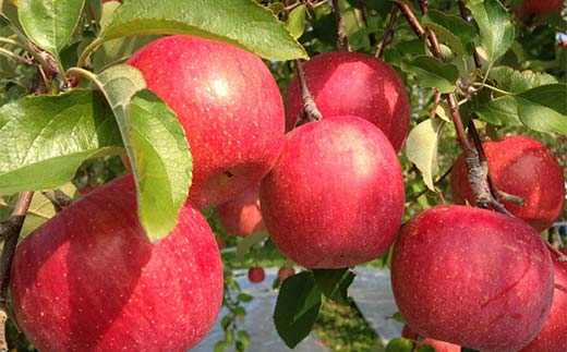 【令和7年産先行予約】 ラ・フランス & 完熟ふじりんご 詰