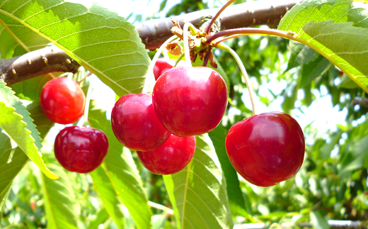 【令和7年産先行予約】 《定期便3回》 果樹王国山形 南陽の