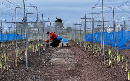 【令和8年産先行予約】 アスパラガス (春芽) 約1kg (4Lサイズ 