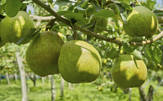 【令和7年産先行予約】 大玉ラ・フランス 約2kg (6玉 特秀 4L)