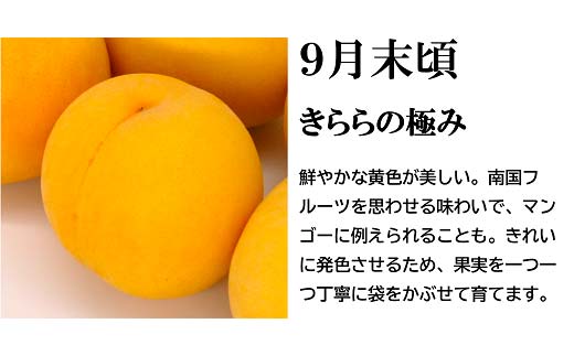 【令和7年産先行予約】 《定期便3回》 流通量が少ない"希少
