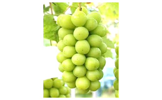 【令和7年産先行予約】 《定期便3回》 くだもの”たっぷり