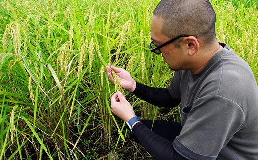 【冬眠米(賞味期限一年)】 令和7年産 特別栽培米 つや姫 (精