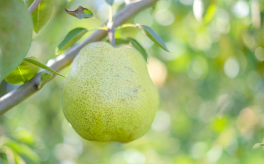【令和8年産先行予約】 【ネオニコフリー】 大玉 ラ・フラ