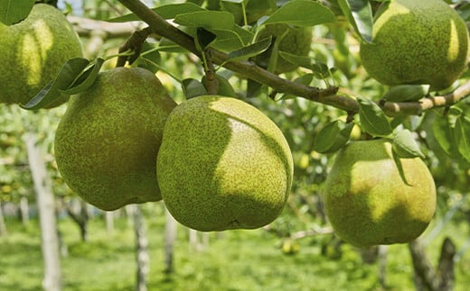 【令和7年産先行予約】 JA ラ・フランス 約2kg (5～6玉 特秀) 