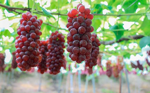 果樹園生まれの 果汁70%ぶどうジュース 「 デラウェア70 」 2