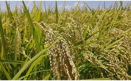 【令和7年産 新米 先行予約】 【わら屋のお米】 特別栽培米