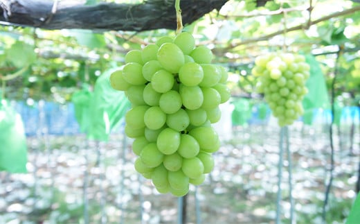 【令和8年産先行予約】 シャインマスカット 約2kg (3～4房 秀