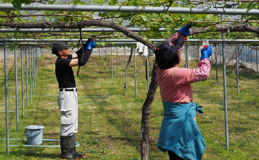 【令和8年産先行予約】 シャインマスカット 600g前後 (1房) 