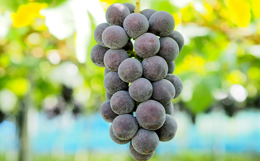 【令和8年産先行予約】 シャインマスカット 2房 ＋ ピオー