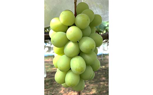 【令和8年産先行予約】 シャインマスカット 1.8kg前後 (3～4